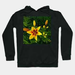 Yellow stargazer lily Hoodie